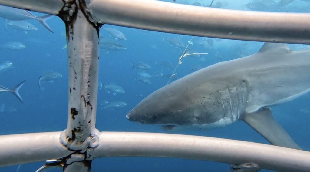 Shark cage