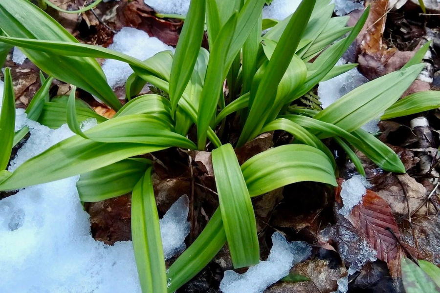 A cluster of vibrant green wild garlic (ramps) leaves emerges from the forest floor, surrounded by melting snow and brown fallen leaves. The contrast of fresh growth with lingering ice hints at early spring in a woodland setting.