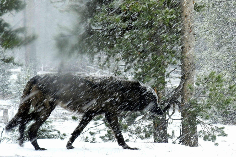 A dark-furred wolf walks through a snowy forest during a heavy snowstorm, partially obscured by falling snowflakes. Evergreen trees and a wintry landscape form the backdrop as the animal moves silently across the scene.